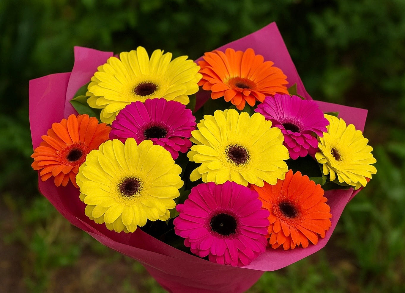 Simply gerberas