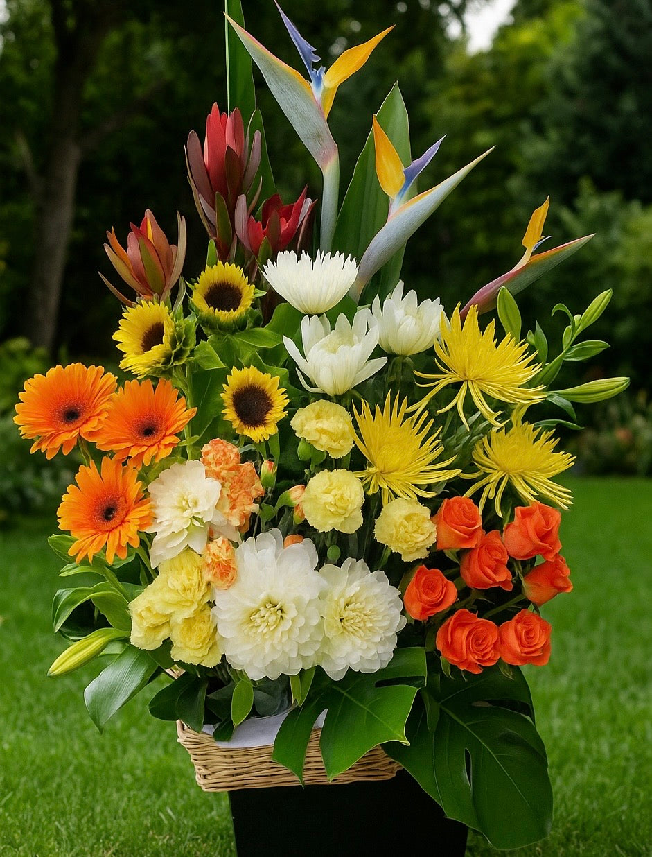 Birds of paradise